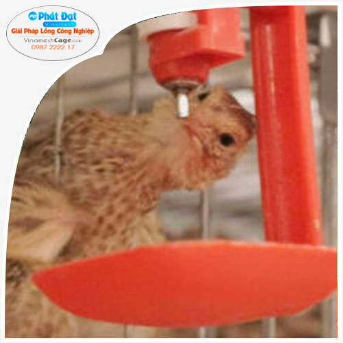 Lồng Nuôi Chim Cút Đẻ Trứng Chất Lượng Cao