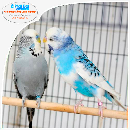 Lồng Nuôi Chim Vẹt Sinh Sản