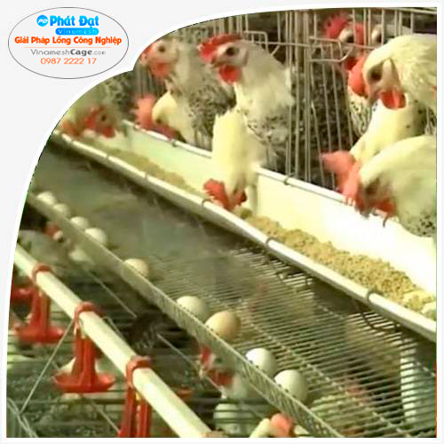 Lồng Nuôi Gà Đẻ Trứng Công Nghiệp